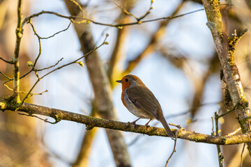 robin on branch