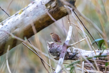 A bird on an orange background squats on a green bush