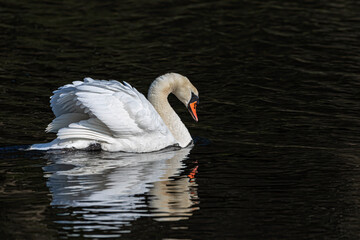 white swan on the lake