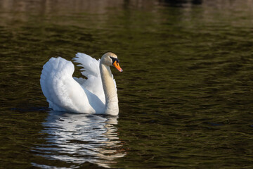 white swan on the lake