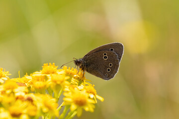 butterfly on a yellow flower