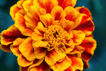 Red-yellow flower on a background of a green leaf