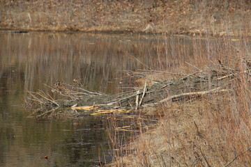 Beaver Lodge, Gold Bar Park, Edmonton, Alberta