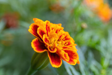 Red-yellow flower on a background of a green leaf