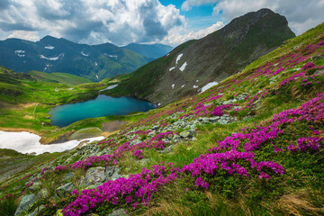 Lake and rhododendron flowers on the mountain slopes, Carpathians, Romania