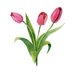 A bouquet of tulips isolated on a white background. Watercolor botanical illustration.