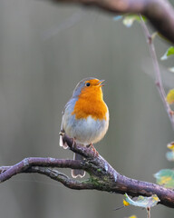 robin on a branch