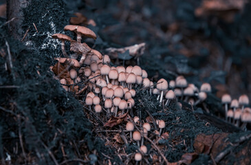mushrooms on tree