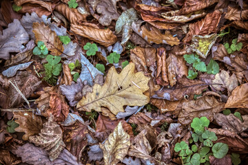 Autumn leaves. The first frosts. Oak leaves.