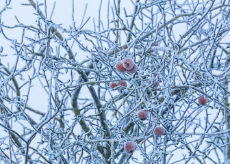 Apple winter with frozen apples