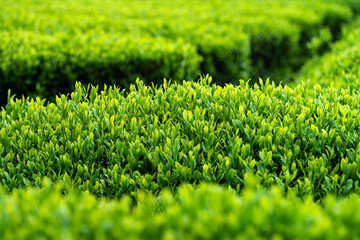 一番茶・摘み取り前の茶畑
