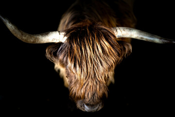 Vache highland portrait, corne tordue jeu de lumière.
Portrait animal, portait vache 