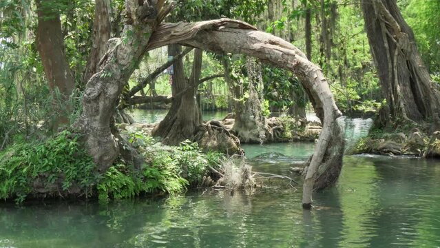 Root of a surreal tree in the river on the trampoline