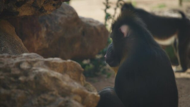 Mandrill sitting between the rocks and scratching its ear. Slow motion. 