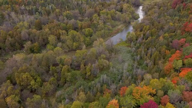 Slow Drone Descent into Early Autumn Forest and Remote Muddy Meandering River with Deadfall and Logs in Water