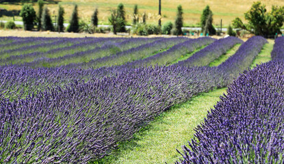 Fototapeta premium Lavender farm - New Zealand
