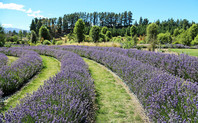 Between rows of Lavender - New Zealand