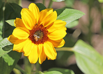 Bee on small Sunflower