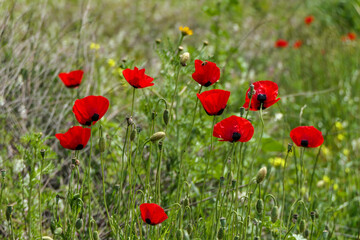 Fototapeta na wymiar View of a meadow with red poppies and white daisies. Soft Focus.