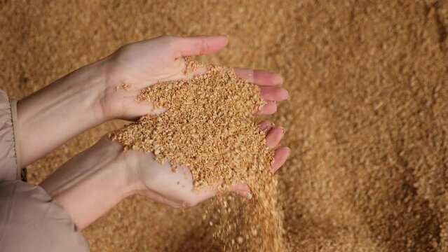 Hands of female farmer holding handful of grinded soy husk on background of large pile. Healthy organic protein ingredient used in livestock feed. High quality 4k footage