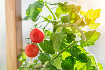 Red fruits of cherry tomatoes growing on the windowsill, close-up