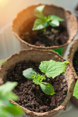 cucumber seedlings growing on the windowsill, selective focus