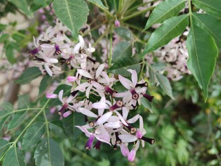 pink and white flowers