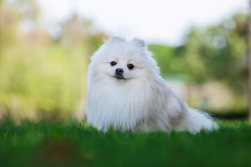 A white Japanese Spitz dog standing among  in grass field  - obrazy, fototapety, plakaty