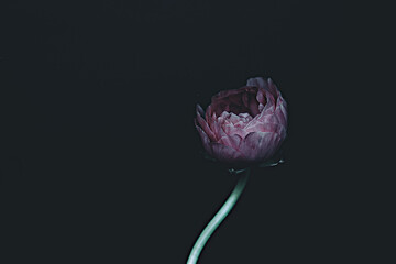 Purple ranunculus flower