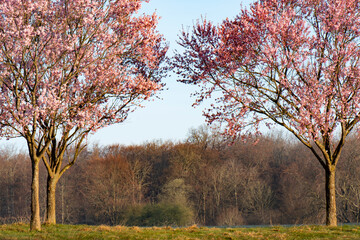 tree, trees, nature, park, landscape, autumn, sky, winter, forest, grass, green, spring, blue, morning, sun, fall, field, season, road, branch, sunset, wood, rural, frost, birch,cherry, scandinavia, D