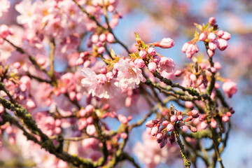 tree, trees, nature, park, landscape, autumn, sky, winter, forest, grass, green, spring, blue, morning, sun, fall, field, season, road, branch, sunset, wood, rural, frost, birch,cherry, scandinavia, D