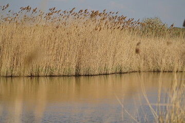 Schilfrohr und Gräser und Pflanzen in einem Sumpfgebiet im Detail und mit viel Wasser, Phragmites australis