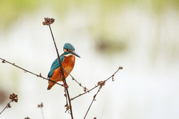 The common kingfisher on a branch