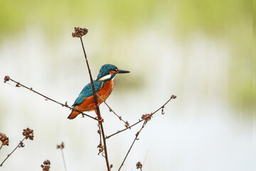 The common kingfisher on a branch