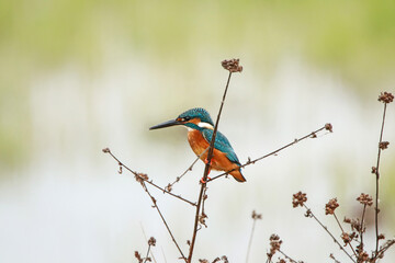 The common kingfisher on a branch