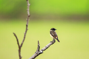 The Pied Bushchat on the branch
