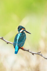 The common kingfisher on a branch
