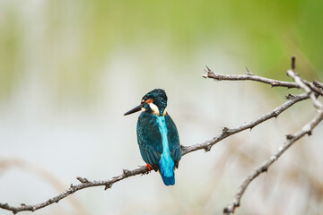 The common kingfisher on a branch