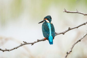 The common kingfisher on a branch