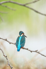 Obraz premium The common kingfisher on a branch