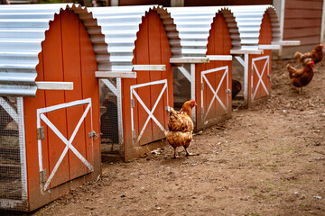 chicken coop on a farm