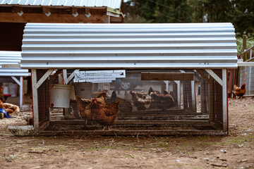 chicken coop on a farm © Vlad