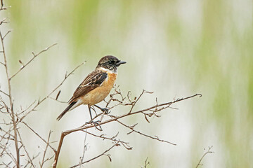 The Pied Bushchat on the branch