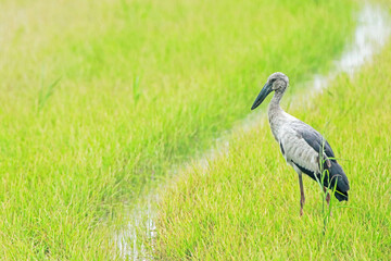 great blue heron on green field