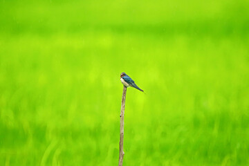 swallow on a branch