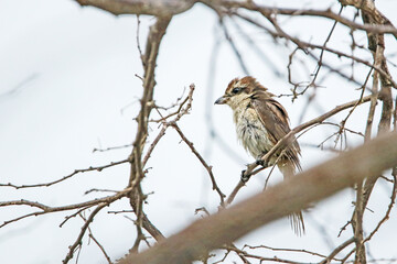 The Grey-backed Shrike on a branch