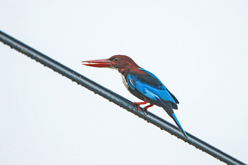  The White-throated Kingfisher on a line