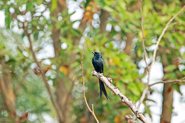 A drongo on a branch