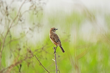 The Pied Bushchat on the branch