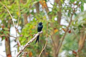 A drongo on a branch